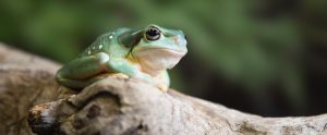 tree frog