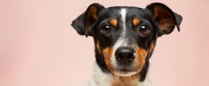 dog against pink background