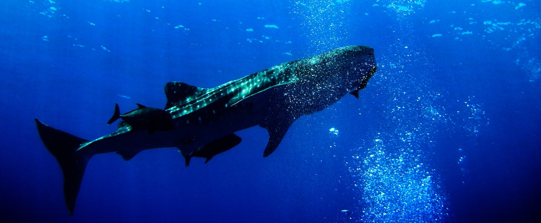 whale shark in the water