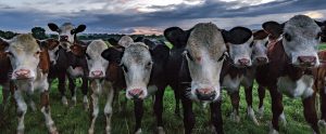 cows in a field in ireland