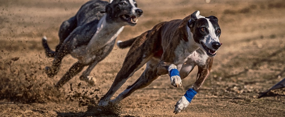 at what age is a sighthound full grown