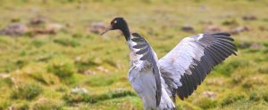 black-necked crane