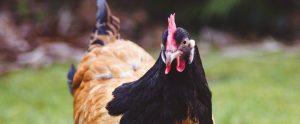 chicken with black plumes