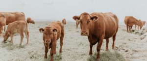 cows on a very light background