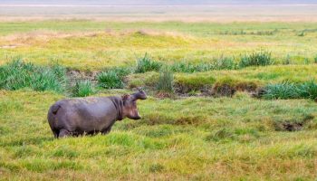 hippopotamus in a field