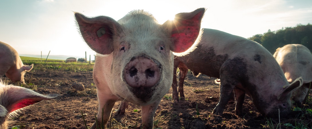 pigs outside