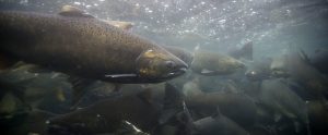 salmon-in-water