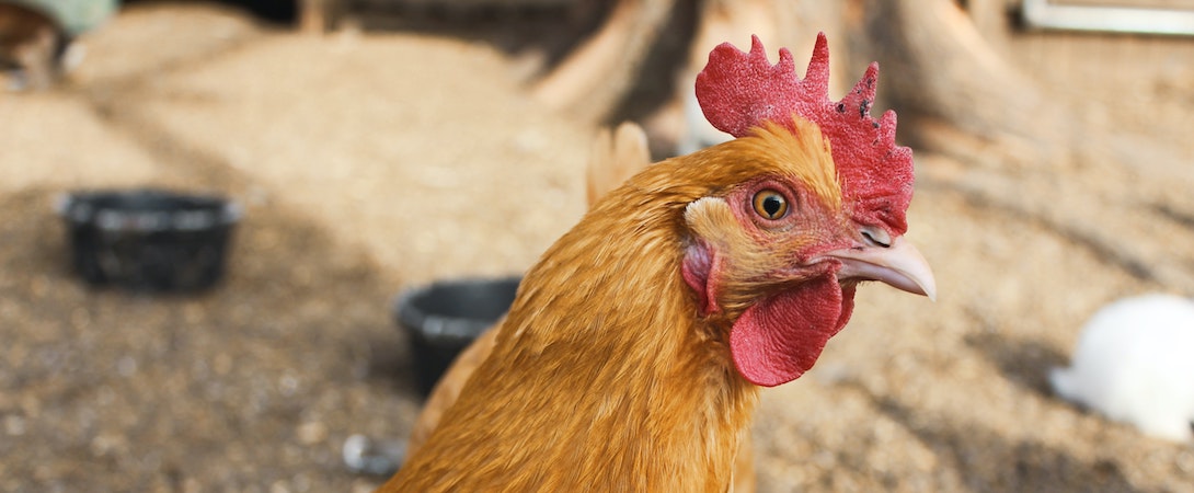 chicken in a yard