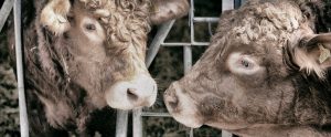 cows in a feeding mechanism