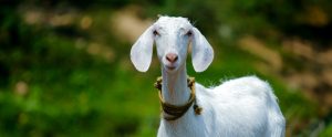 goat with rope on a green background