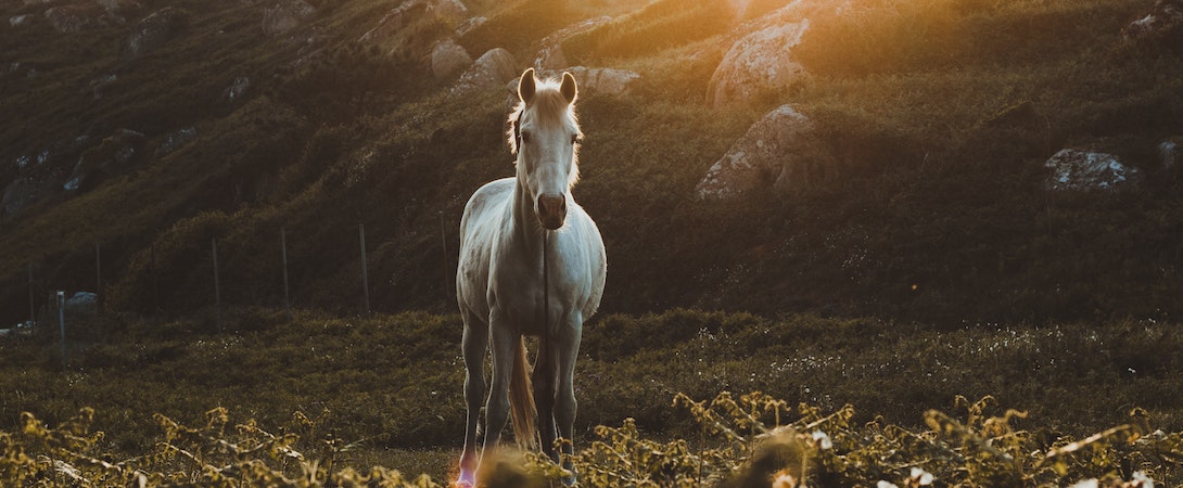 horse in a pasture