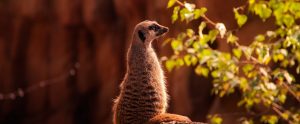 meerkat on a log