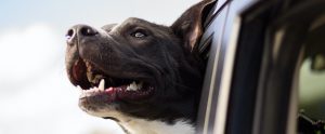 dog in car