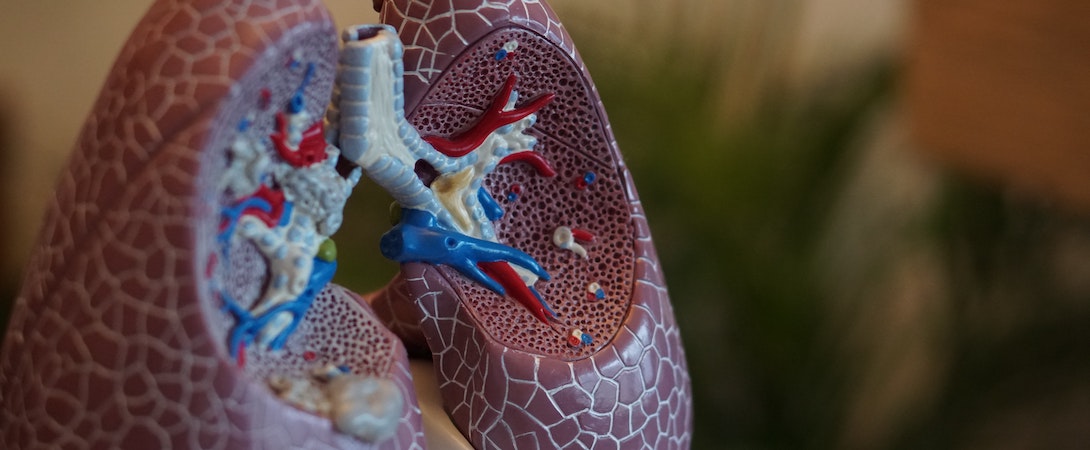 model of lungs