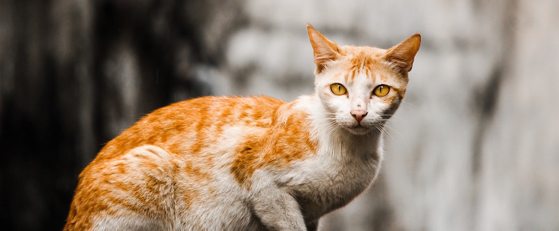 Wild store stray cats