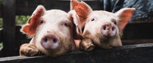 pigs in pen