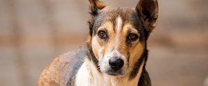 street dog close up