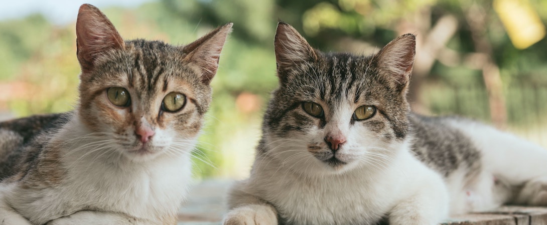 two cats outside