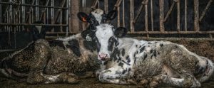 cows in filth