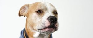 dog against white background