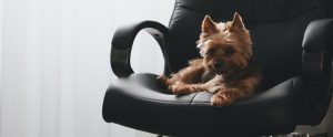 small dog on office chair