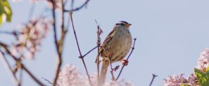 songbird-in-trees