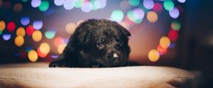 black puppy