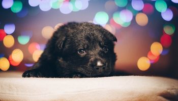 black puppy