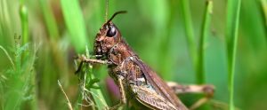 brown grasshopper in grass