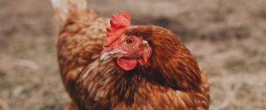 chicken on brown background