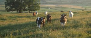 cows in field