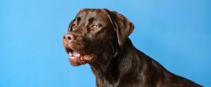 dog on blue background