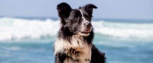 dog on the beach