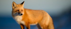 fox on hill