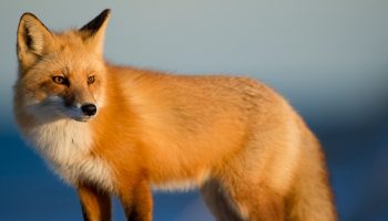 fox on hill