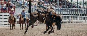 horse bucking