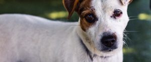 jack russel closeup