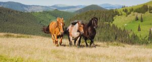wild horses running