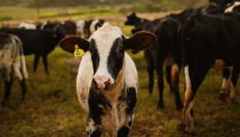 young cow