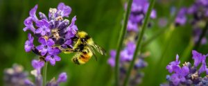 bee on a flower