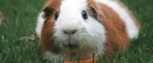 guinea pig