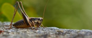cricket close-up