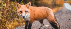 fox on a path