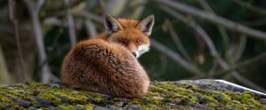 fox on the rocks
