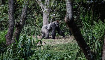 gorilla walking in the forest