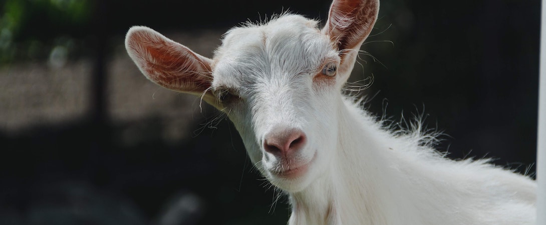 happy looking goat