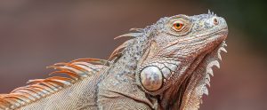 iguana brown background