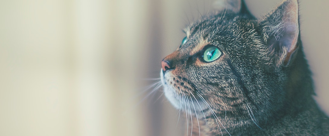 tabby cat looking up