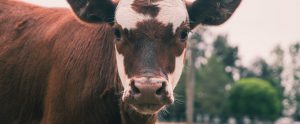 cute looking cow