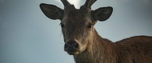 red deer misty morning
